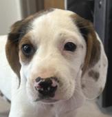 Beagle mix pup male #1